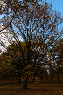 Hyde Park autumn (12)