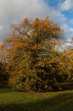 Hyde Park autumn (14)