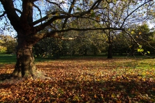Hyde Park autumn (2)