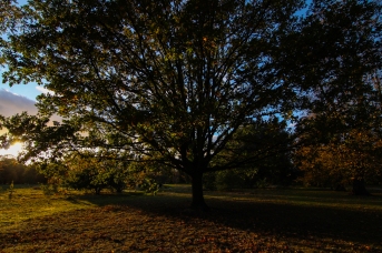Hyde Park autumn (20)