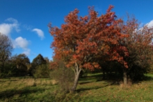Hyde Park autumn (4)