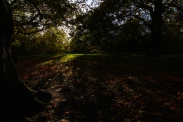 Hyde Park autumn (5)